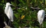 Kuala Gula Bird Sanctuary