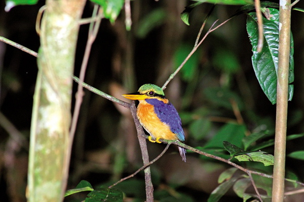 Danum Valley Conservation Area