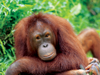 Orangutan