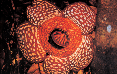 rafflesia